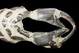 Fossil Mud Lobster (Thalassina) - Indonesia #131176-3
